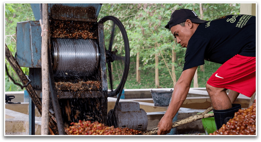 wet-processing-saffron-coffee-overlay-io